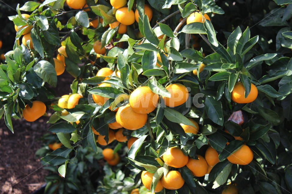 귤,자연,봄,citrus,열매,자연배경