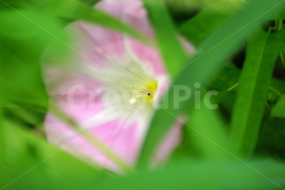 메꽃,꽃,플라워,식물,자연,이파리,flower,nature,풍경,landscape,힐링,힐링사진,감동,감동사진,꽃사진,느낌,분위기,feel,feeling,스냅,스냅사진,스넵,스넵사진,snap,snapshot,한국자연,한국의자연,plant,plants,여름꽃,꽃밭,화단,8월,August,여름,summer,계절,season,식물,자연,plants,nature,꽃,flower