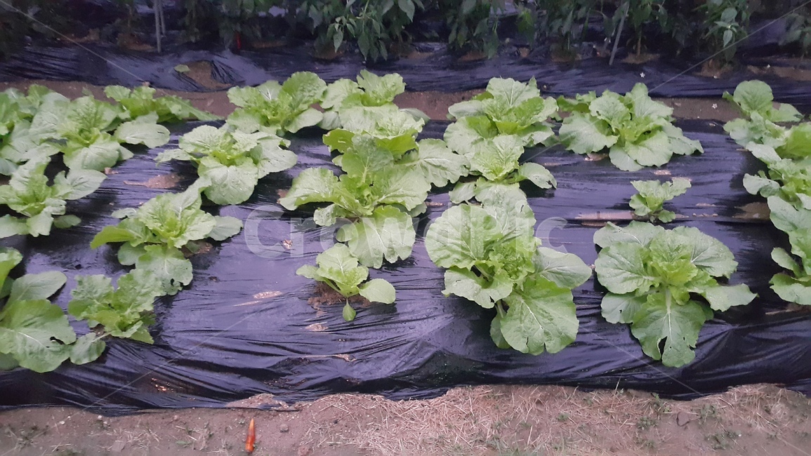 plant,식물,밭,배추밭,농사,배추,cabbage,산업,industry,industrial,농업,농사,agriculture,farming,farming industry