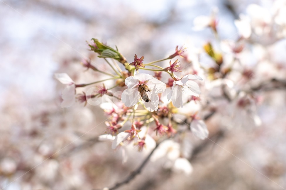 봄,벚꽃,사쿠라,봄꽃,벚꽃나무,꿀벌,꿀빠는벌,벚꽃벌,식물,자연,plants,nature,꽃,flower,동물,animal,곤충,벌레,insect,bug