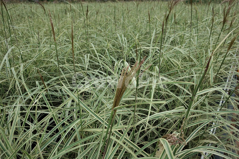 무늬억새,억새,억새풀,가을,자연,풀,식물,계절,풍경,식물,자연,plants,nature
