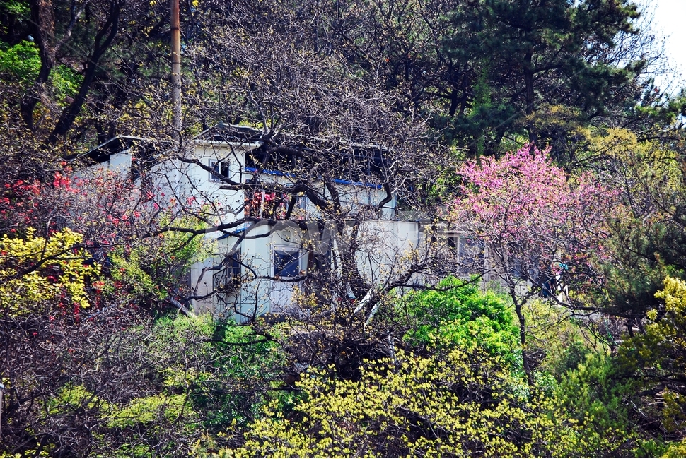 봄,산속,숲속,봄꽃,화사한,봄,계절,spring,season,자연,풍경,nature,landscape,한국자연풍경,한국자연경관,korea nature landscape,outdoors,옥외