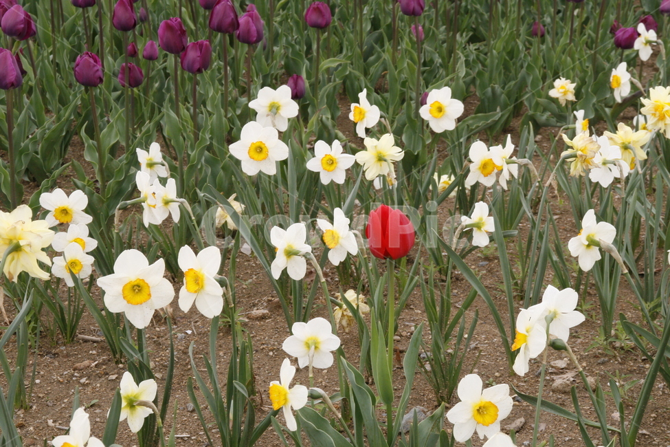 튤립,꽃,봄꽃,축제,식물,봄,계절,spring,season,식물,자연,plants,nature,꽃,flower,plant,blossom