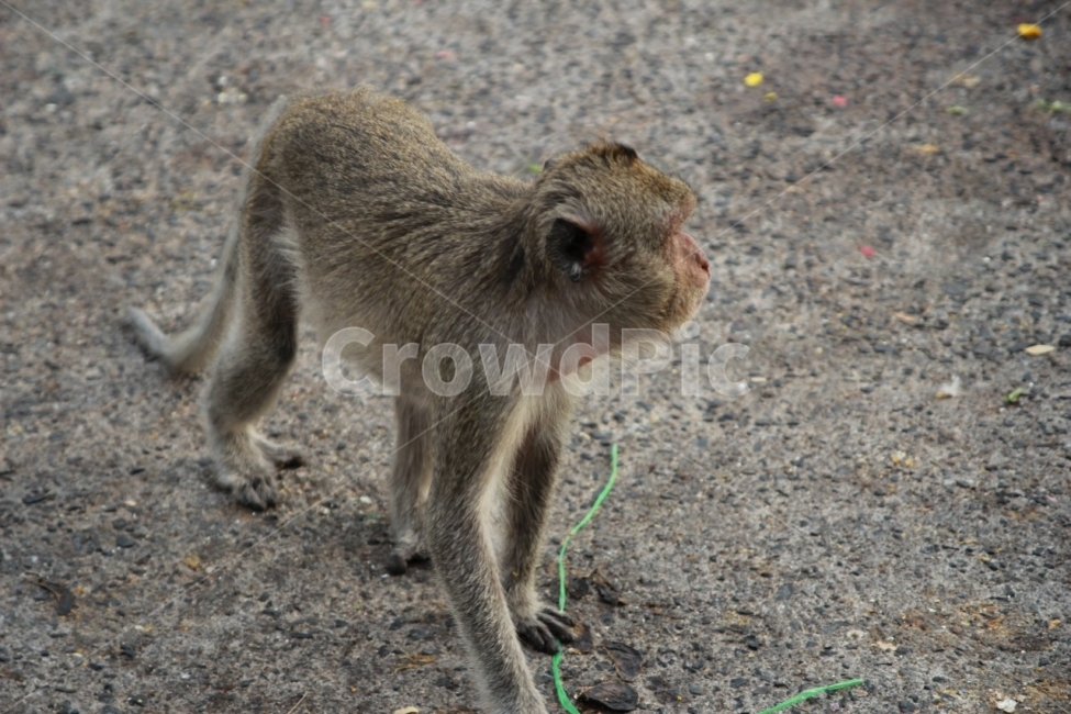 원숭이,monkey,동물,animal,공원,자연,park,동물원,동물,animal,포유류,mammal