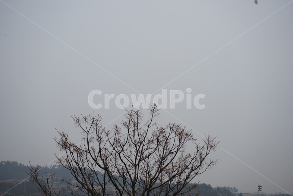 하늘,새,나무,여백,파랑,여유,공백,자연,풍경,nature,landscape,outdoors,옥외
