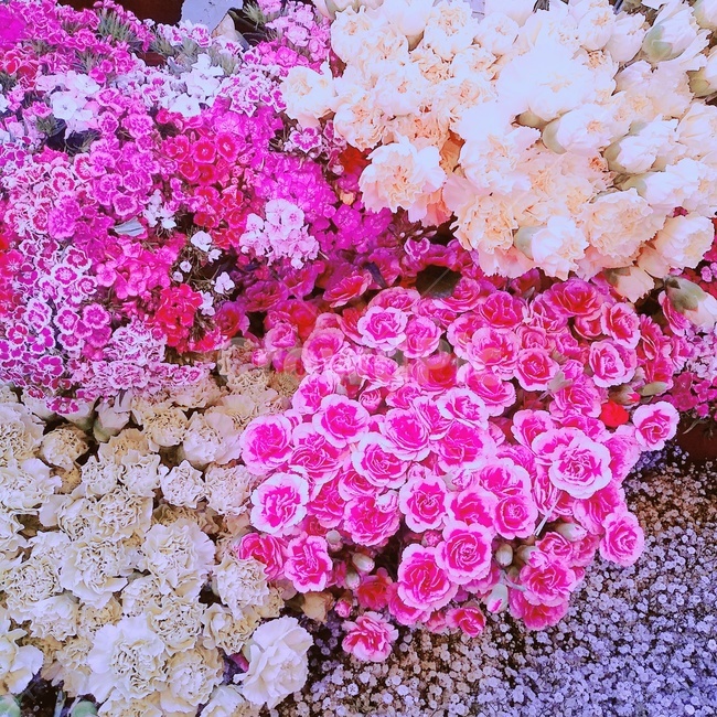 꽃,식물,flower,plant,꽃송이