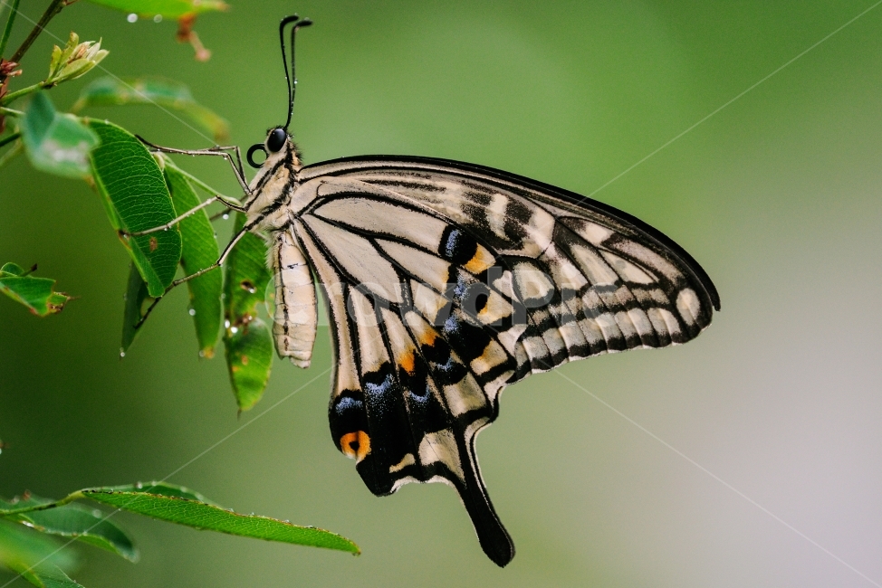 호랑나비,호랑나비과,한국에나비,곤충,아름다운나비,동물,animal,곤충,벌레,insect,bug