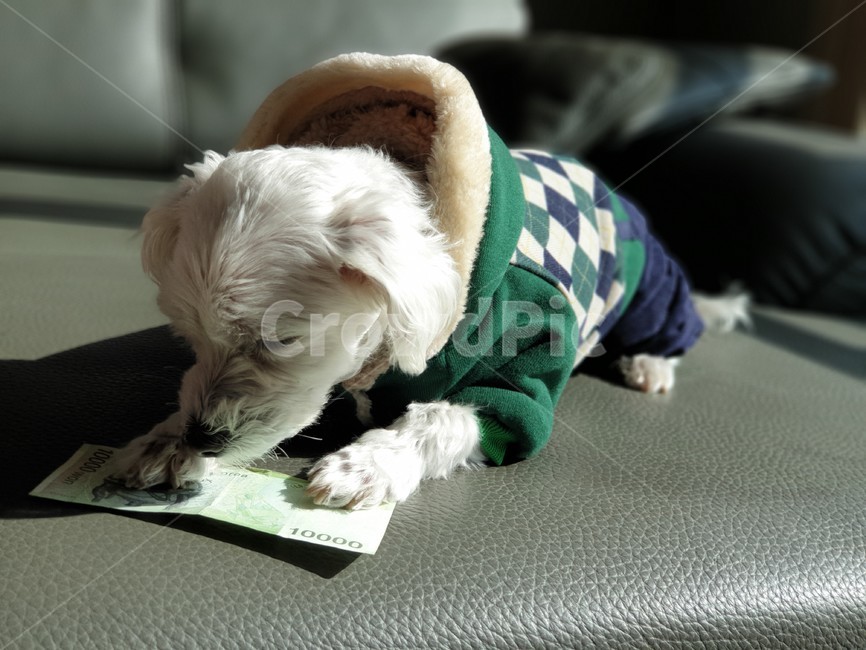 애완견,용돈,강아지,일상,침상,동물,animal,포유류,mammal,개,강아지,dog,doggy