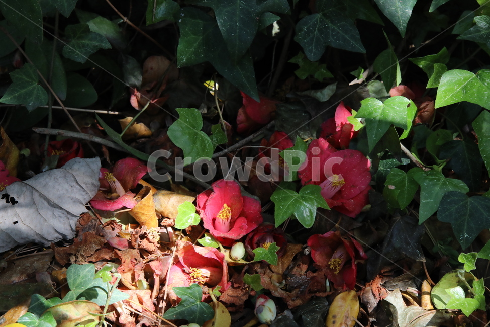 동백,떨어지다,꽃잎,빨강,동백꽃,봄,계절,spring,season,식물,자연,plants,nature,꽃,flower,leaf,잎,plant