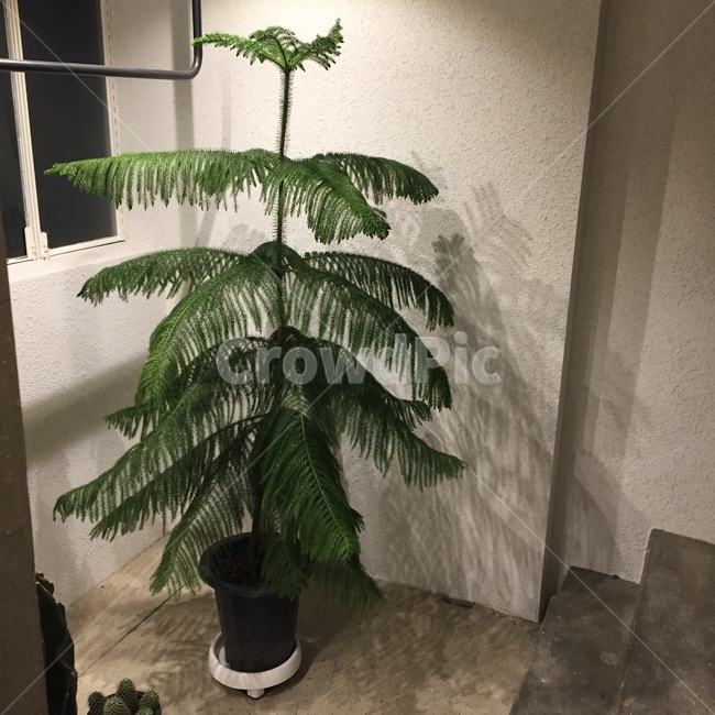 plant,식물,tree,나무,arecaceae,palmtree,야자수,식물,자연,plants,nature,나무,trees,wood,인테리어,실내디자인,interior design
