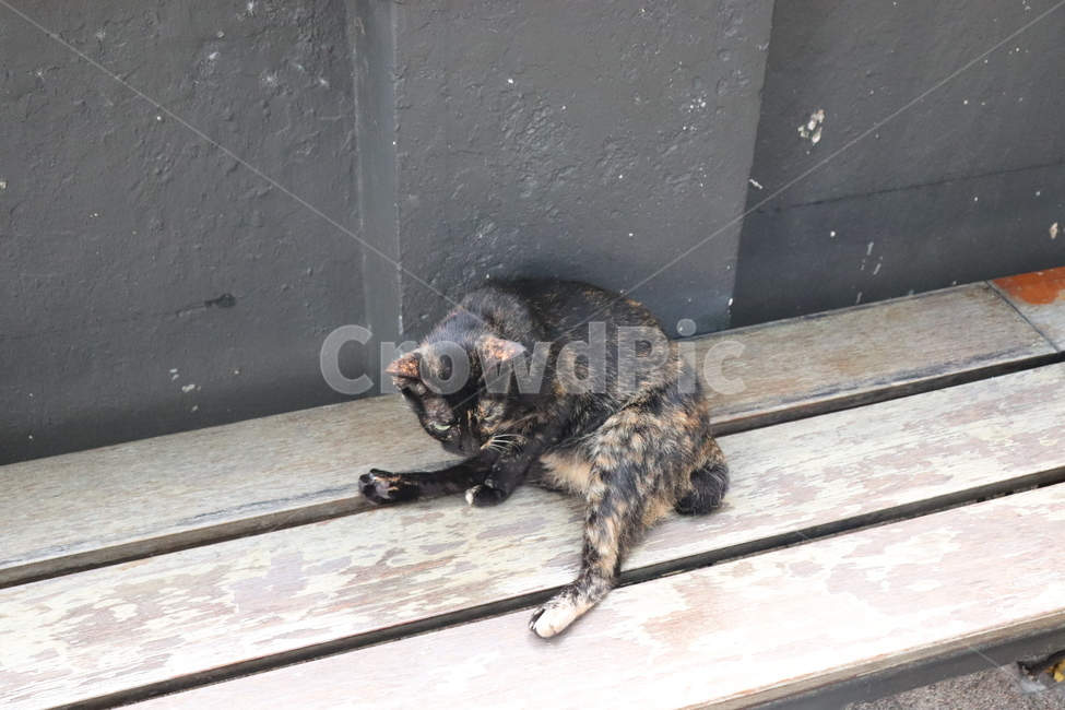 고양이,cat,pet,animal,동물,동물,animal,포유류,mammal,고양이,cat,kitten,kitty