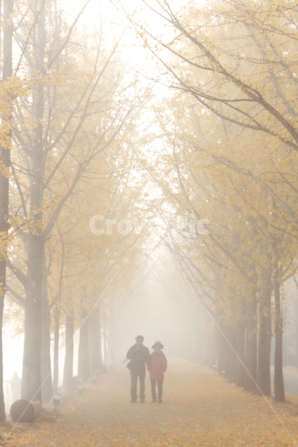 nature,자연,weather,날씨,human,인간,person,outdoors,사람,옥외,fog,안개,mist,부부,노인,사랑,가을,은행나무,가을,계절,fall,autumn,season