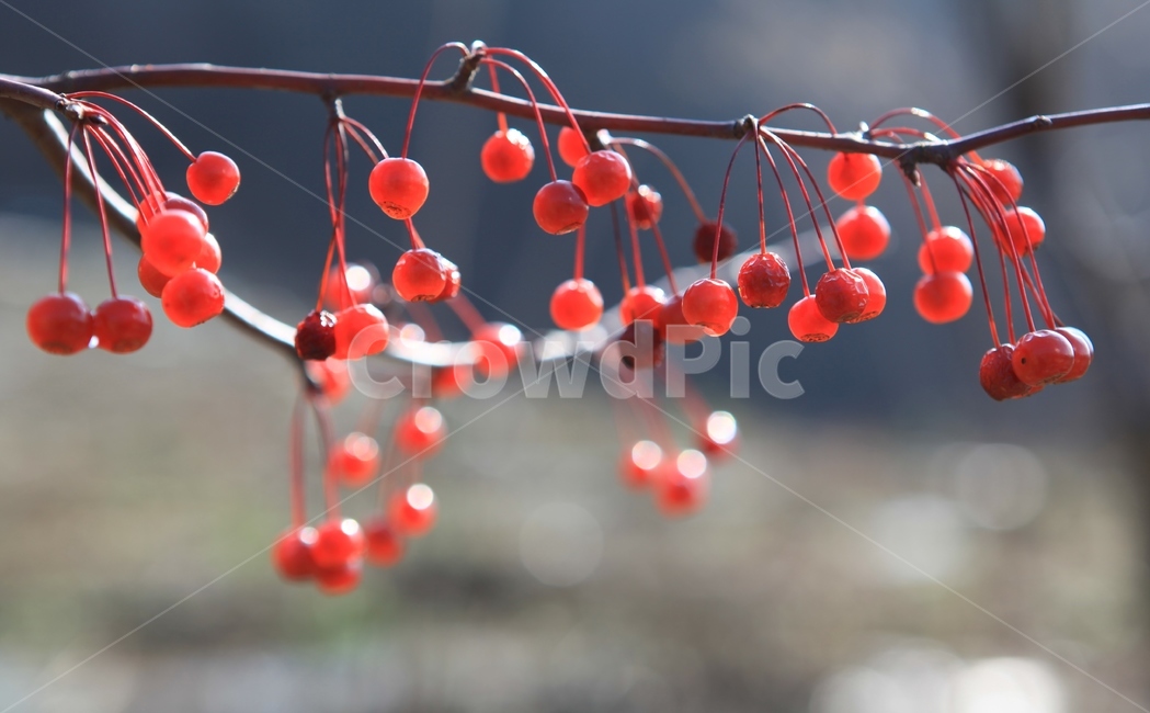 열매,가을열매,야광나무열매,과실,가을,결실,식물,자연,plants,nature,과일,열매,fruit