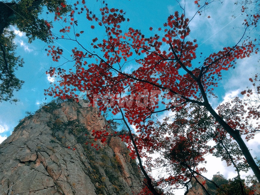 mountain,산,설악산,단풍,maple,가을,계절,fall,autumn,season,자연,풍경,nature,landscape,leaf,잎,plant,식물,tree,나무