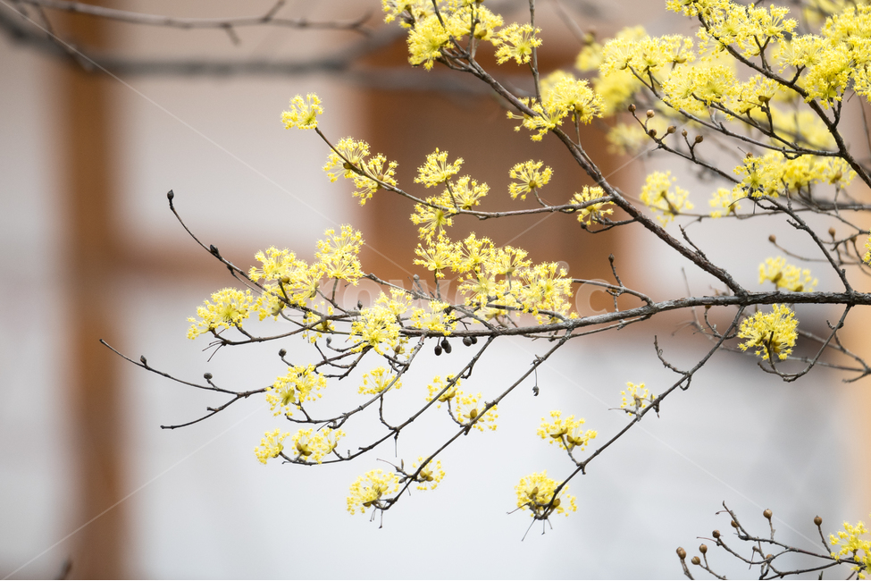 자연,풍경,꽃,봄,맑은날,봄,계절,spring,season,식물,자연,plants,nature,꽃,flower,plant
