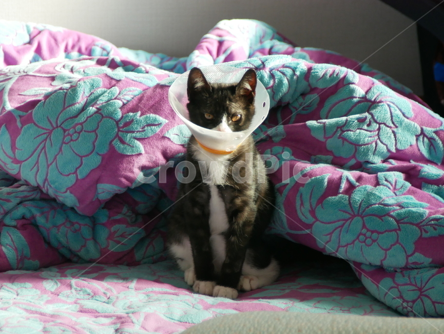 고양이,개냥이,아기고양이,귀여운,동물,동물,animal,포유류,mammal,고양이,cat,kitten,kitty