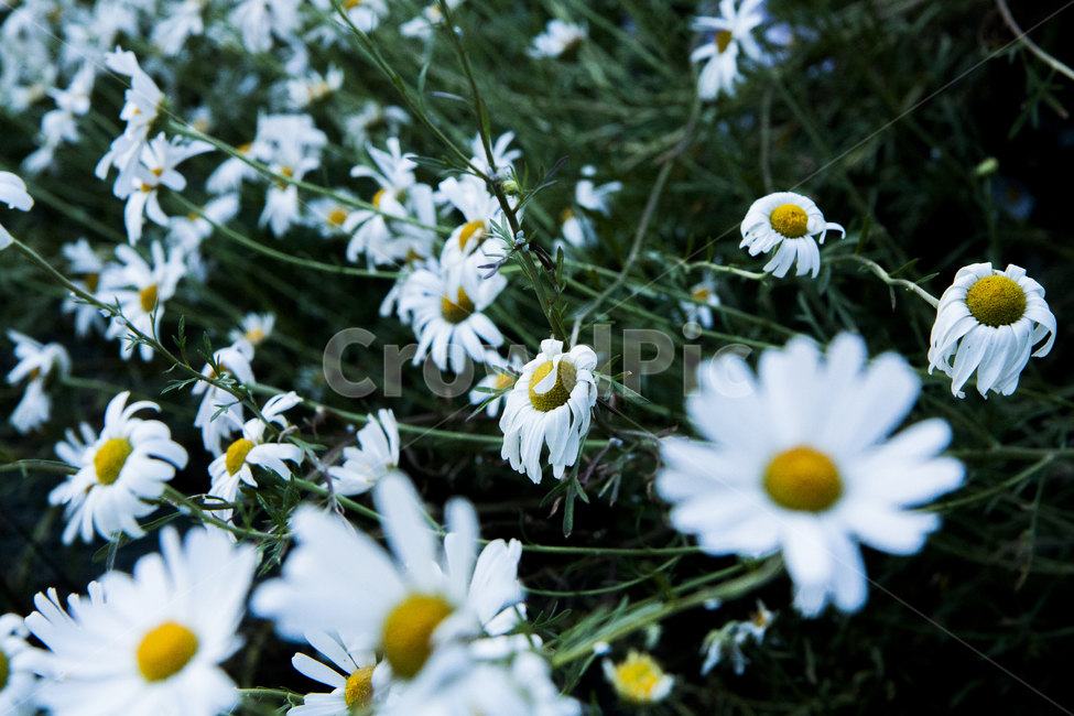 꽃,데이지,flower,bellisperennis,국화,울릉국화