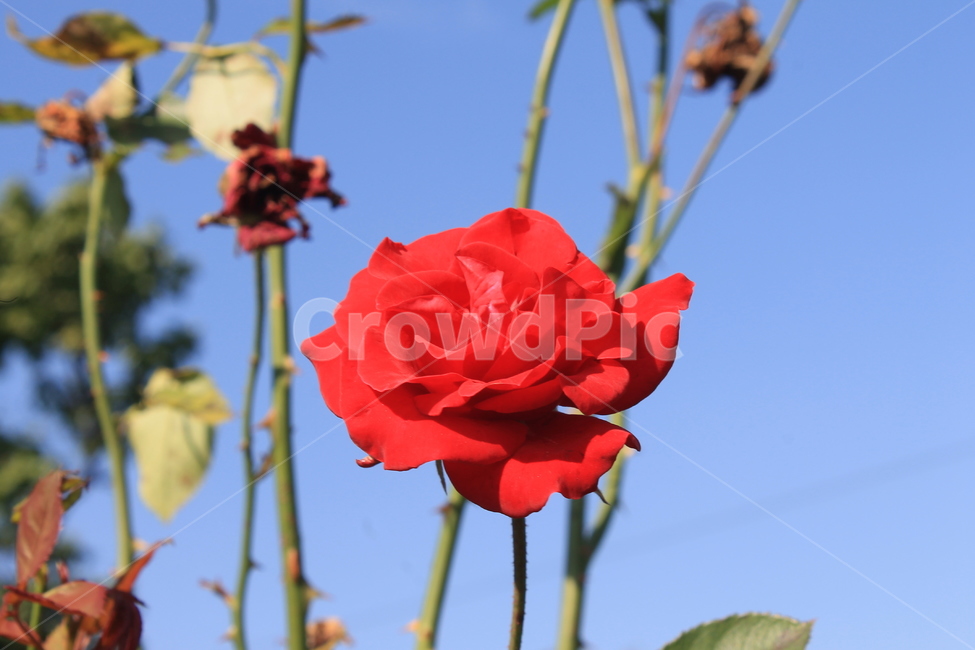 장미,rose,redrose,붉은장미,꽃,flower,plant,식물,blossom,식물,자연,plants,nature,꽃,flower