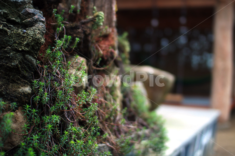 moss,이끼,plant,식물,돌