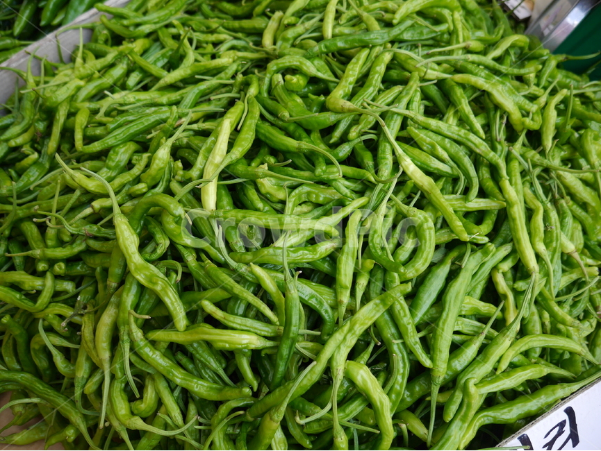 식자재,음식재료,꽈리고추,고추,음식,초록,그린,음식,식재료,요리,food,cook,meal,dishes,food reserves,채소,야채,vegetables