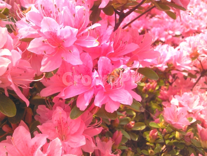 철쭉,봄꽃,꽃,벌,봄,곤충,식물,분홍,pink