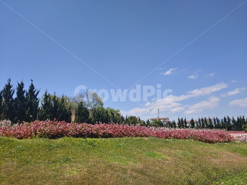 fir,전나무,나무,tree,plant,식물,flower,blossom,꽃,꽃밭,flowerbed,flowergarden,풍경,자연,nature,landscape,scenery,view,scene
