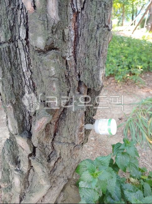 treetrunk,나무줄기,tree,나무,plant,식물,영양제,나무영양제,식물영양제,공원,산책,자연