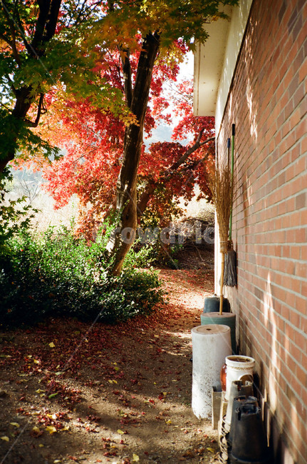 학교,단풍나무,운동장,가을,붉은단풍,가을,계절,fall,autumn,season,tree,나무,plant,식물