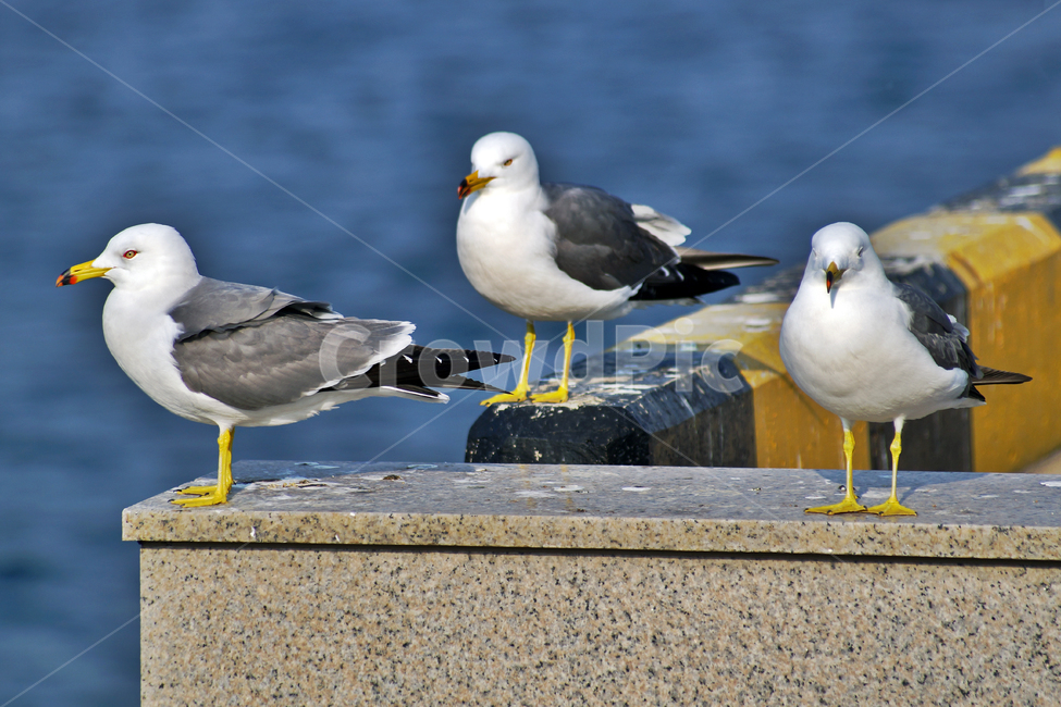 갈매기,조류,새,바다,commongull,seagull,동물,부리,동물,animal,조류,새,birds