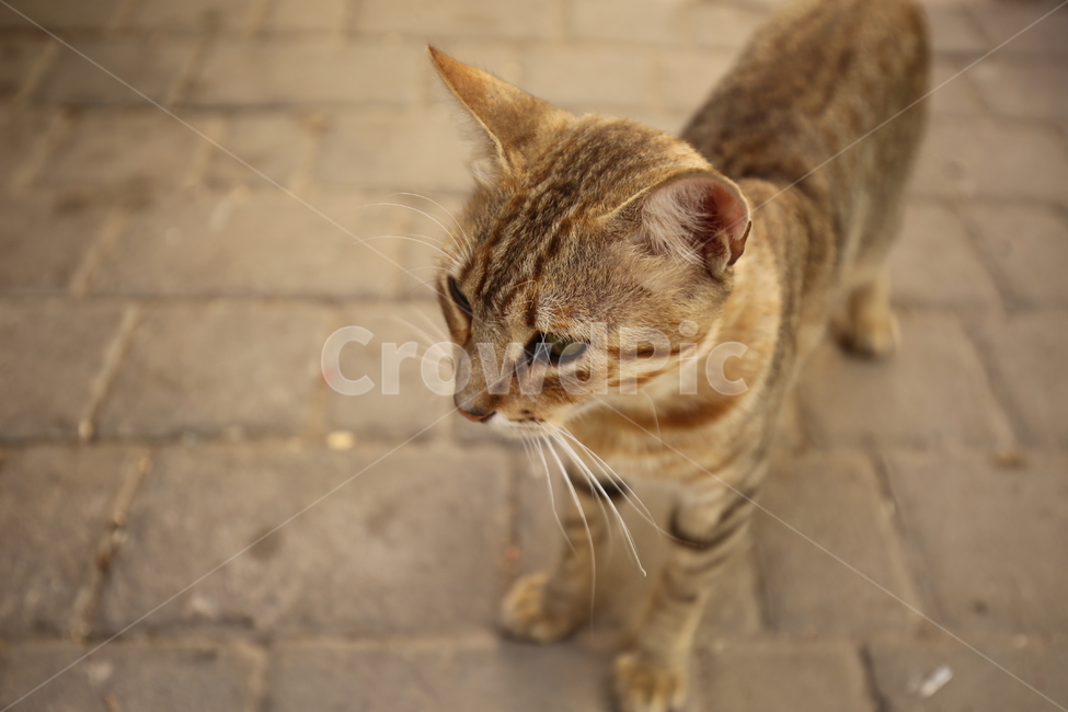 고양이,길냥이,반려묘,캣,길고양이,동물,동물,animal,포유류,mammal,고양이,cat,kitten,kitty