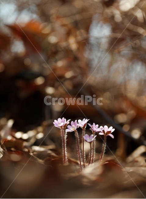 노루귀,야생화,분홍노루귀,구봉도,봄꽃,wildflower,hepatica,liverleaf,hepaticaasiatica,식물,자연,plants,nature,꽃,flower