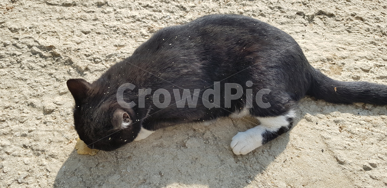 고양이,시골,cat,동물,풍경