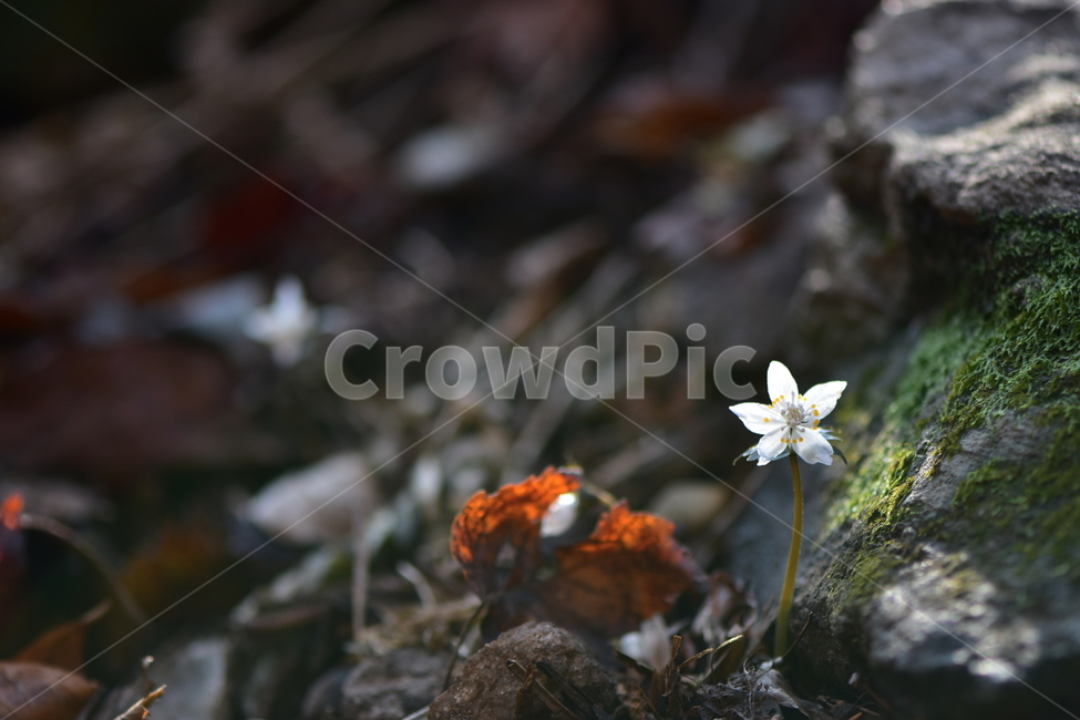 너도바람꽃,야생화,봄,꽃,풀꽃,자연,식물,식생,감성,힐링,plants,nature,spring,season,flower,emotion,feeling,흰색,초본,너도바람꽃속