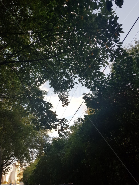 자연,하트,나뭇잎,하늘,사랑,자연,풍경,nature,landscape,flare,플레어,light,빛,tree,나무,plant,식물