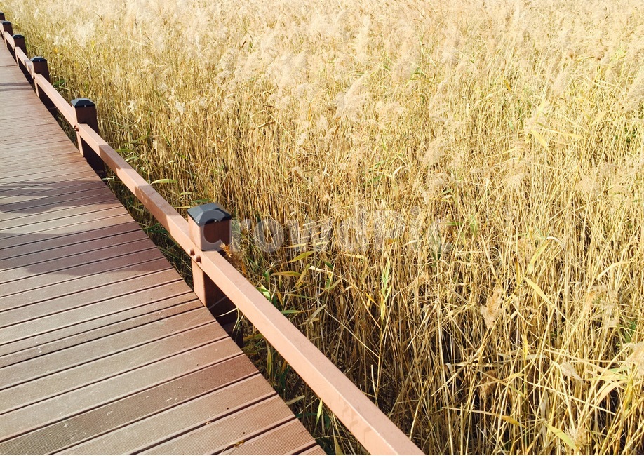 순천,순천만,가을,갈대,풍경,가을,계절,fall,autumn,season,자연,풍경,nature,landscape
