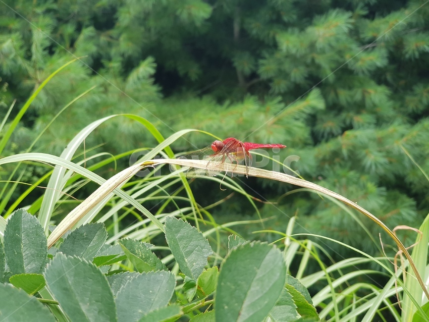 plant,식물,고추잠자리,자연,추억