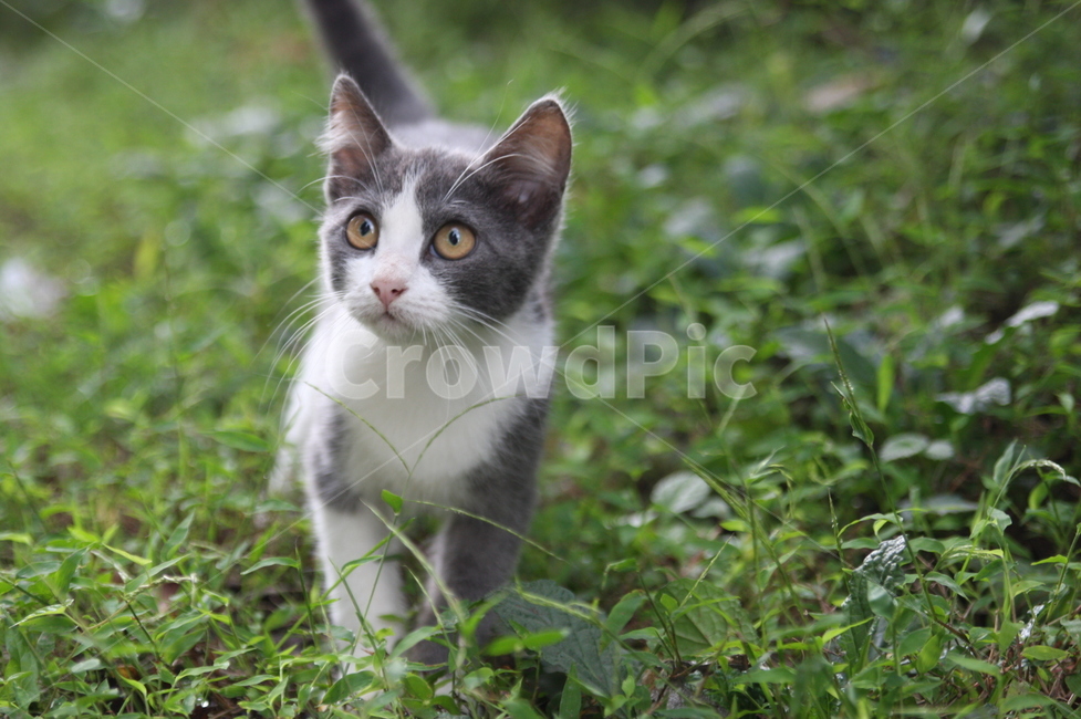 길가,동물,꼬리,응시,cat,고양이,pet,고양이새끼,동물,animal,포유류,mammal,고양이,cat,kitten,kitty