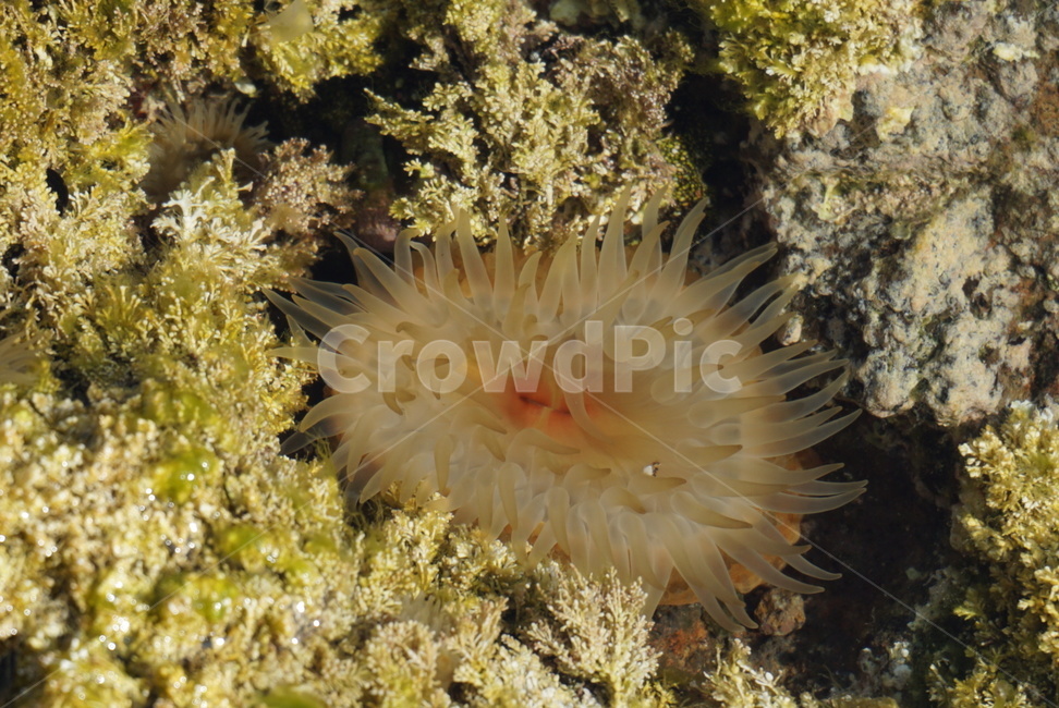 말미잘,무척추동물,invertebrate,sealife,seaanemone