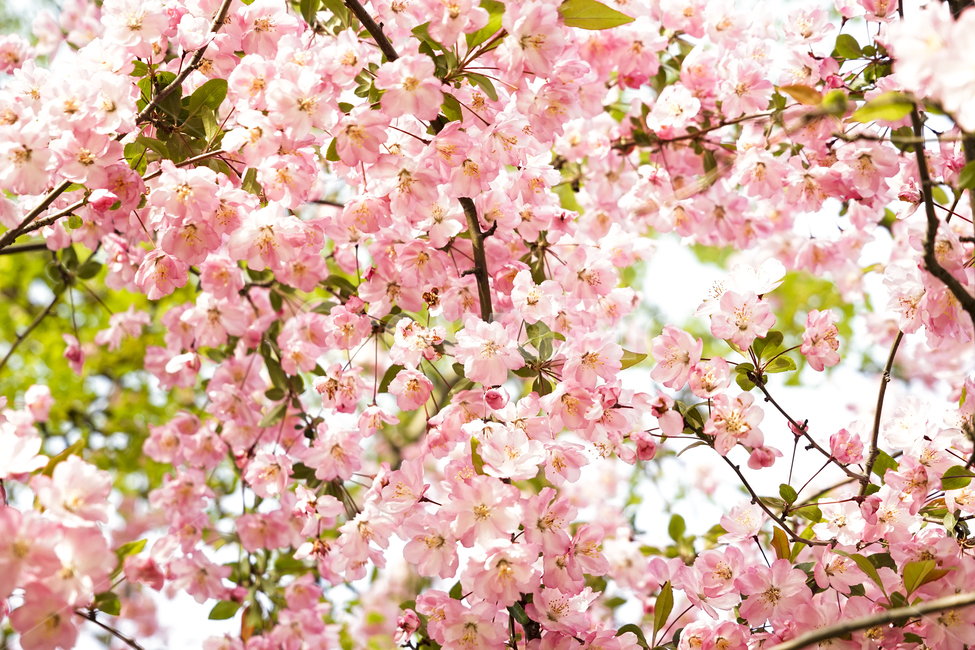 plant,식물,꽃,flower,꽃아그배,꽃사과,크랩사과,crabapple,식물,자연,plants,nature,꽃,flower
