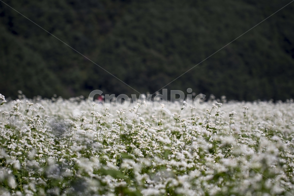 메밀,메밀꽃,식물,꽃,꽃밭,사진,단독사진,디자인,소스,포토,사진자료,배경,배경사진,백그라운드,한국,동양,아시아,풍경,자연,환경,실외,낮,아침,봉오리,꽃봉오리,잎,꽃잎,7월,8월,9월,가을,가을꽃,여름꽃,만개,개화,아웃포커스,접사,근접,녹색,야외,역광,가을하늘,몽환적인,흰색,흰꽃,환상적인,식물도감,도감,학습자료,자연,풍경,nature,landscape,식물,plants,꽃,flower