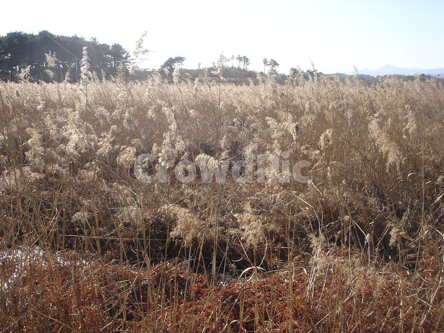 plant,식물,갈대,가을,겨울,자연,풍경,fall,winter,reed,nature,자연,풍경,nature,landscape,grass,잔디,lawn