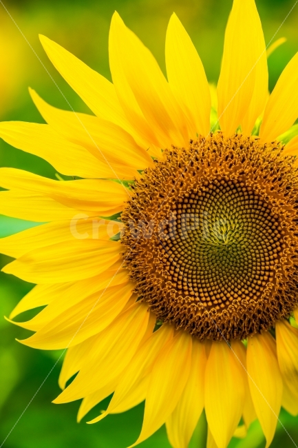 여름,꽃,해바라기,flower,싱그러움,노란색,접사,sunflower,맑음,자연,식물,계절,따뜻함,여름,계절,summer,season,식물,자연,plants,nature,꽃,flower,plant,blossom
