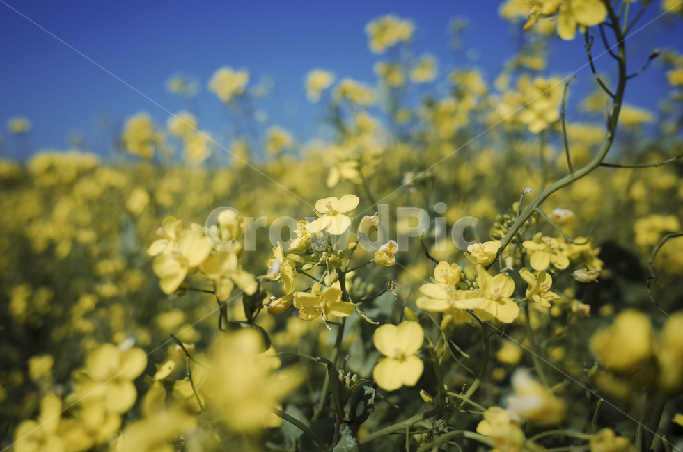 유채꽃,유채,yellow,plant,식물,flower,꽃,봄,봄꽃,노란꽃,green,노란,초록