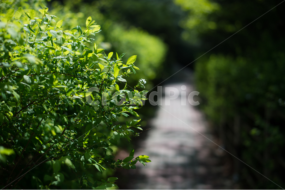 길,나무,숲,희망,가로수,방향,식물,자연,plants,nature,휴식,힐링,rest,relaxation,healing