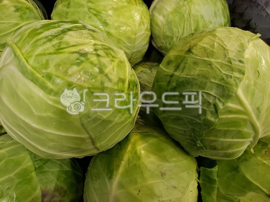 양배추, cabbage, 야채, 채소, vegetable, 사진,이미지,일러스트,캘리그라피 - JHSARAH작가