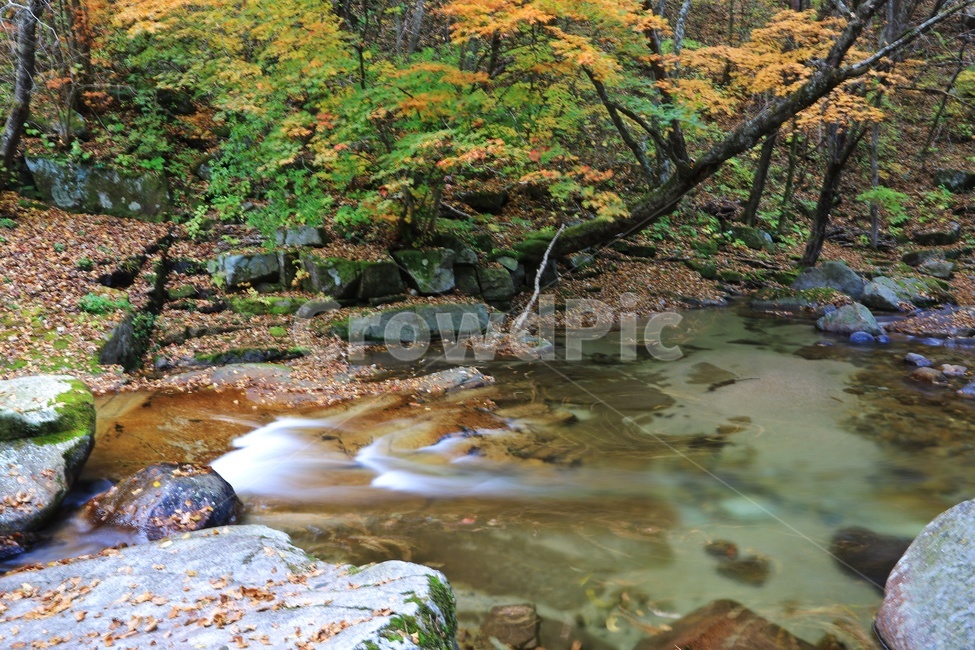 water,물,nature,outdoors,옥외,waterfall,폭포,tree,나무,plant,식물,leaf,잎,stream,흐름,물흐름,강원도,인제,방태산,방태산폭포,방태산가을,단풍,단풍잎,가을,추색,만추,낙엽,계곡,경치,경관,풍경,인제가을
