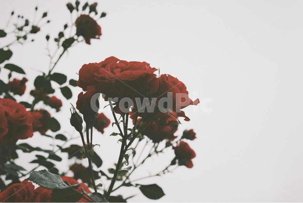 장미,감성,필름,차가움,꽃,식물,자연,plants,nature,꽃,flower,감성,sensible,feeling