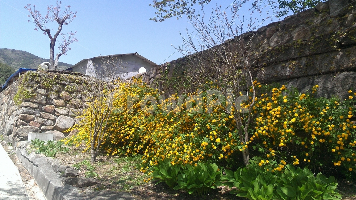 돌담길,개나리,산책,팔공산,꽃,길가,시골,마을,풍경,landscape,country,rural,town