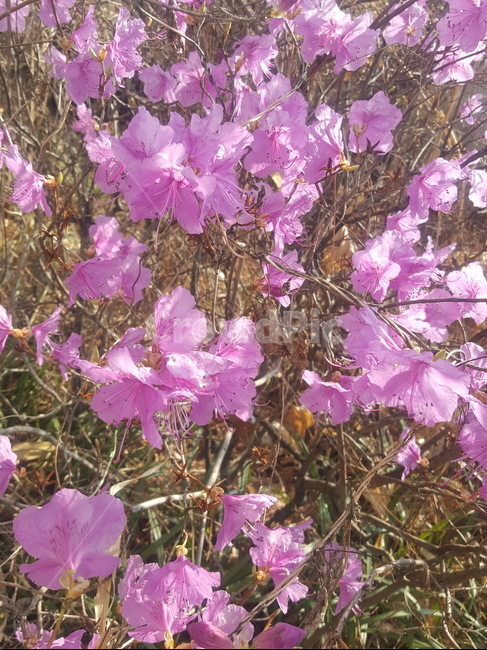 철쭉,핑크,분홍,봄,꽃