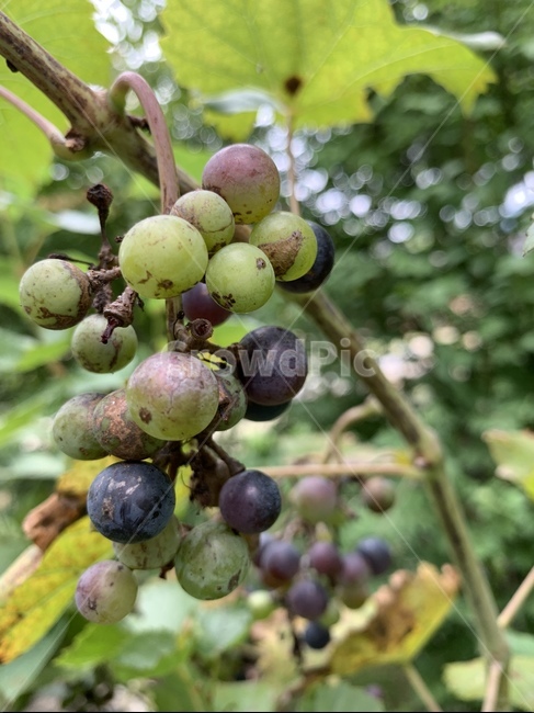 plant,식물,grapes,포도,과일,food,머루,야생,커피,카페,coffee,cafe